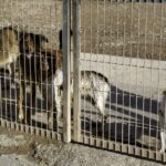 Fast 100 Hunde aus New Jersey Animal Rescue beschlagnahmt