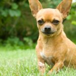 Fremder tritt Chihuahua auf New Yorker Straße