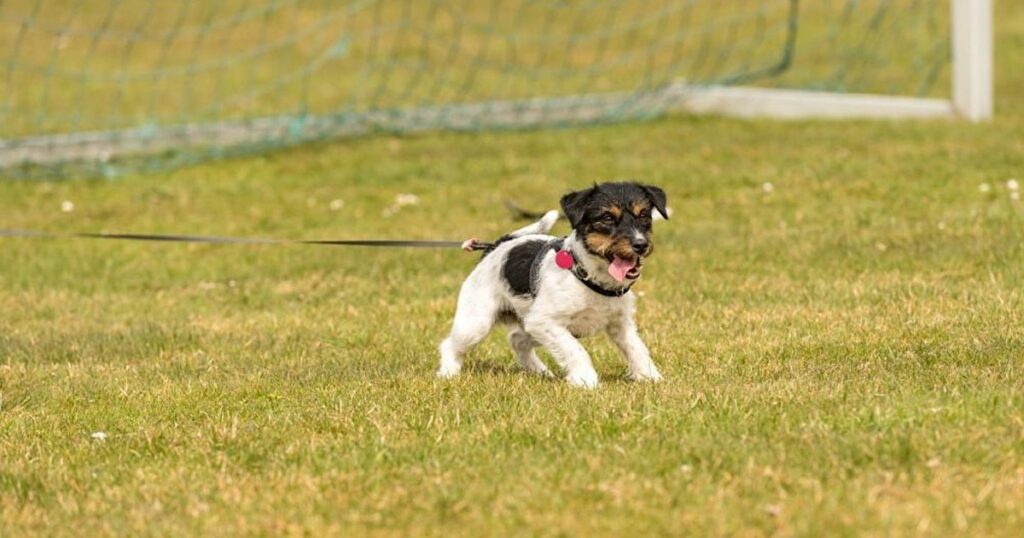 Fußballspiel wurde in Penrith, Großbritannien, zweimal wegen Hundekot auf dem Spielfeld unterbrochen