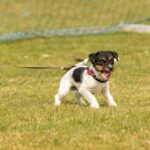 Fußballspiel wurde in Penrith, Großbritannien, zweimal wegen Hundekot auf dem Spielfeld unterbrochen