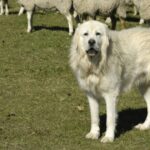 Georgia Farm Dog rettet Herde vor 8 Kojoten und gewinnt Auszeichnung