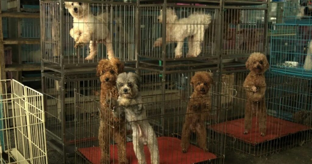Gericht verzögert Adoption im Fall des Hortens von Hunden in Ohio, 200 Anträge warten