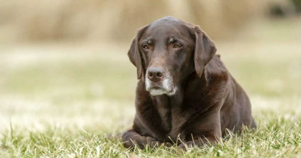 Guinness entzieht dem verstorbenen portugiesischen Mastiff den Rekord als „ältester Hund der Welt“.