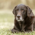 Guinness entzieht dem verstorbenen portugiesischen Mastiff den Rekord als „ältester Hund der Welt“.