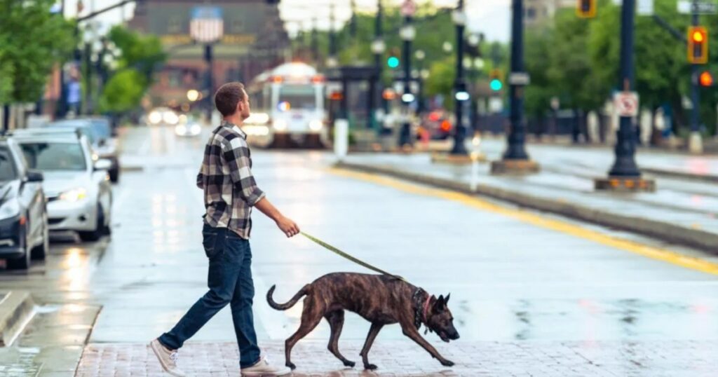 Hund aus Colorado Springs und Polizist außerhalb des Dienstes von Auto angefahren