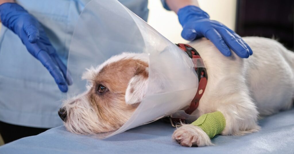 Hund, der ins Gesicht geschossen wurde, muss sich einer Kieferoperation und Bluttransfusionen unterziehen