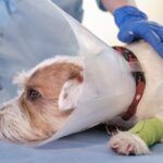 Hund, der ins Gesicht geschossen wurde, muss sich einer Kieferoperation und Bluttransfusionen unterziehen