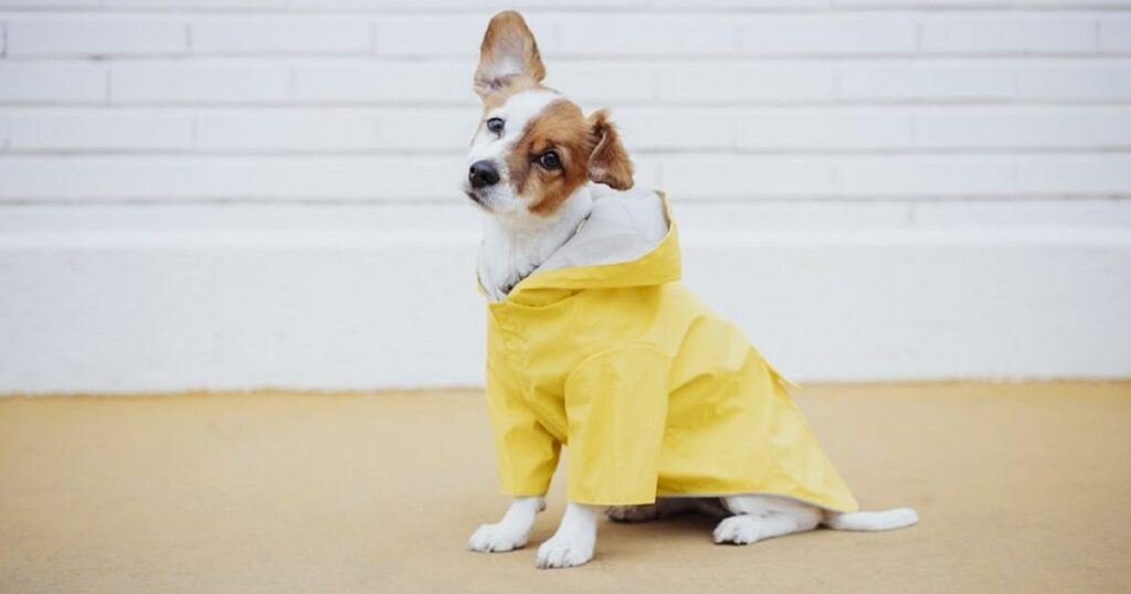 Hund im Regenmantel stiehlt in einem viralen Video die Show