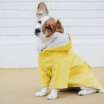 Hund im Regenmantel stiehlt in einem viralen Video die Show