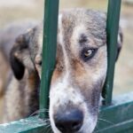 Hund überlebt zwei Wochen mit steckengebliebenem Kopf im Biscotti-Eimer