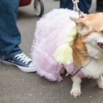 Hunde ziehen Kostüme für den Karneval in Rio de Janeiro an