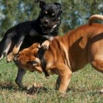 Hundekampfring in New Jersey aufgedeckt