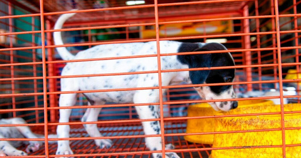 Indianas „Puppy Mill“-Gesetz verabschiedet den Senat