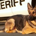 Kansas debattiert Gesetzentwurf zur Kriminalisierung des Tötens von Polizeihunden