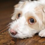 Kleine, langnasige Hunde leben länger;  Studie zeigt, dass Rassen mit flachem Gesicht früher sterben