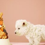 Knuspriger Hund?  Neuseeländisches Unternehmen verkauft Müsli für Hunde