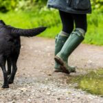 Landwirt mit Geldstrafe belegt, nachdem Hundeführer von Kühen mit Füßen getreten wurde