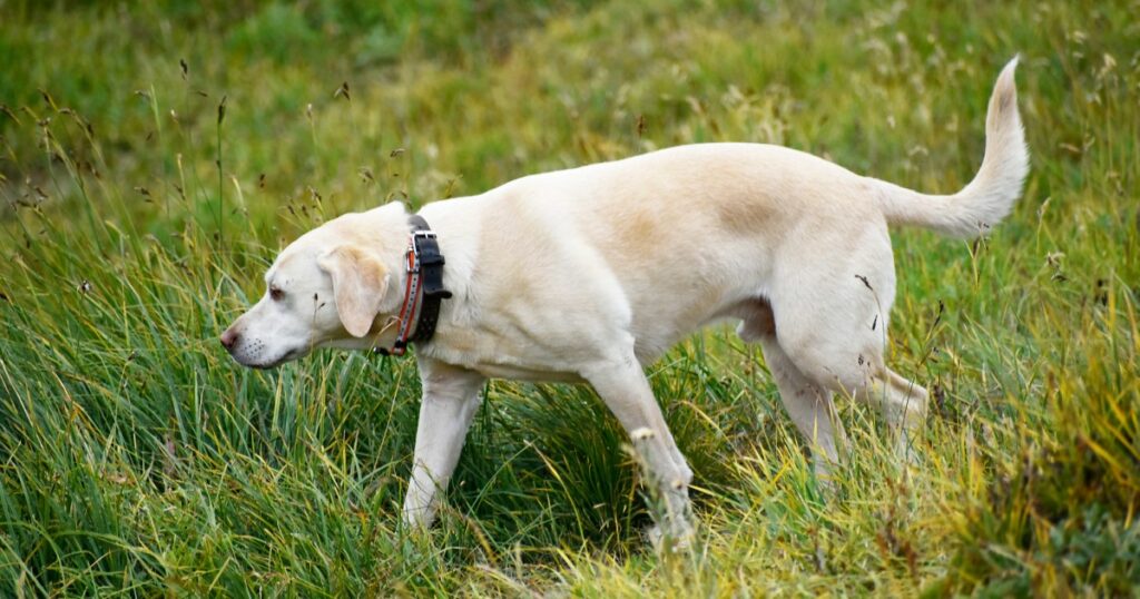 Maine trainiert Hunde zur Erkennung invasiver Arten