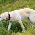Maine trainiert Hunde zur Erkennung invasiver Arten