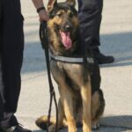 NYPD trainiert Hunde, elektronische Geräte aufzuspüren