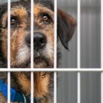 Nach 900 Tagen im Tierheim adoptierter Hund kehrte 24 Stunden später zurück