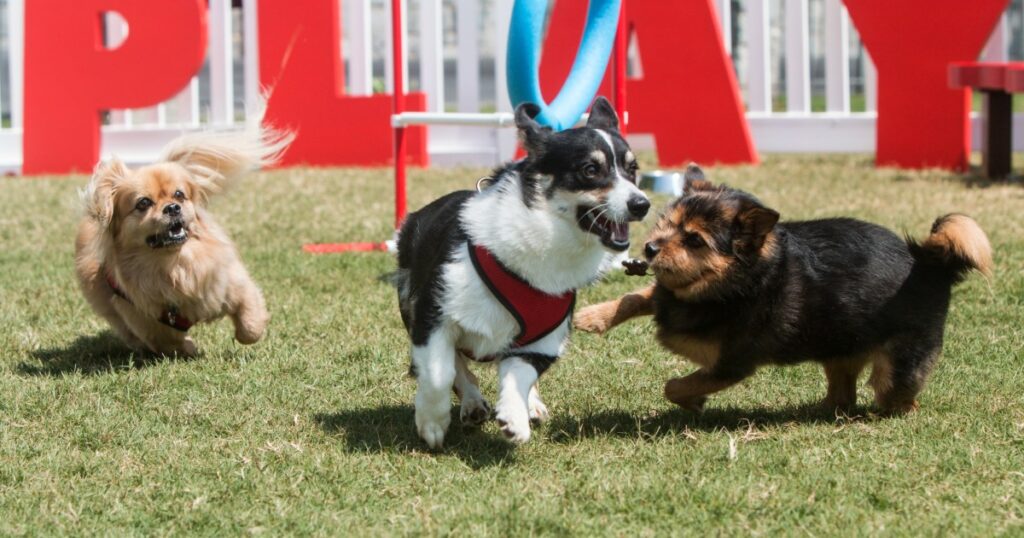 Nashville möchte separate Hundeparks für kleinere Rassen schaffen