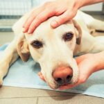 Neuer Schnelltest kann Krebs bei Hunden erkennen