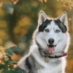 Neuer Siberian Husky wird Maskottchen von UConn