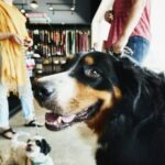 New Yorker Frau tritt in Hundehütte ein und gibt Touristin eine Ohrfeige, bevor sie aus der Zoohandlung entfernt wird