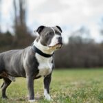 Ohio-Hund erschossen, in der Einfahrt für tot zurückgelassen