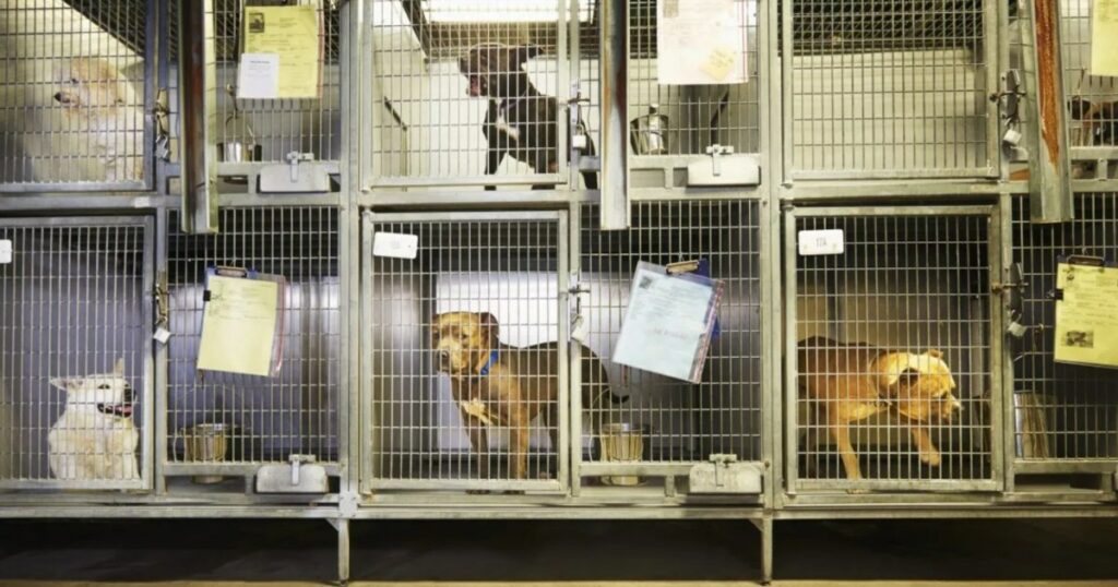 Oklahoma Shelter hat versehentlich den falschen Hund eingeschläfert
