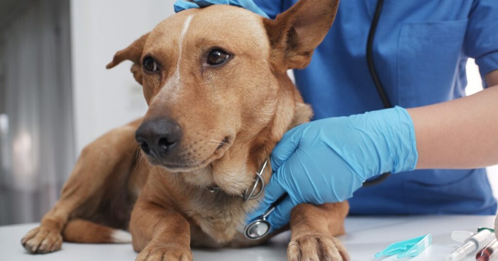 Parvovirus bei Michigan-Hunden gemeldet