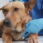 Parvovirus bei Michigan-Hunden gemeldet