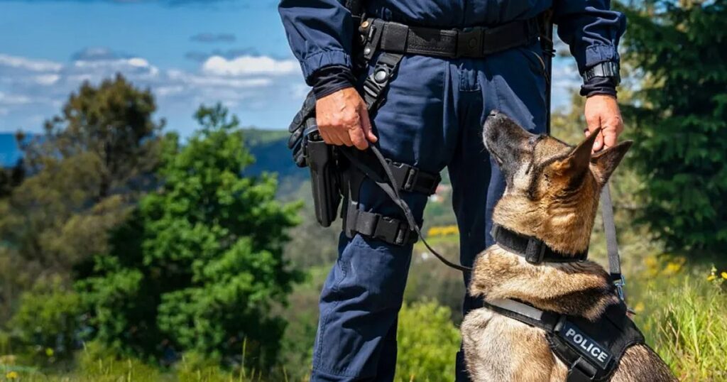 Polizeihunde, die speziell für die Suche nach Ertrinkungsopfern ausgebildet wurden, stärken die britischen Streitkräfte