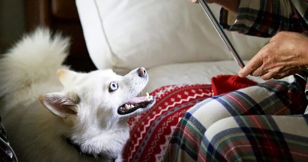 Pomsky-Hund fordert seinen Besitzer in einem lustigen TikTok-Video auf, mit der Arbeit aufzuhören