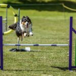 Rettungshund soll auf der Crufts 2024 seine Agilität unter Beweis stellen
