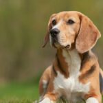 Rettungshund wird Pflegemutter, nachdem ihre eigenen Welpen gestorben sind