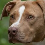 San Diego Humane rettet Hund aus Canyon