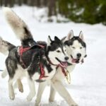 Schneemaschinenfahrer, der Schlittenhunde getötet hat, wird angeklagt
