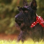 Scottish Terrier werden in Großbritannien immer unbeliebter