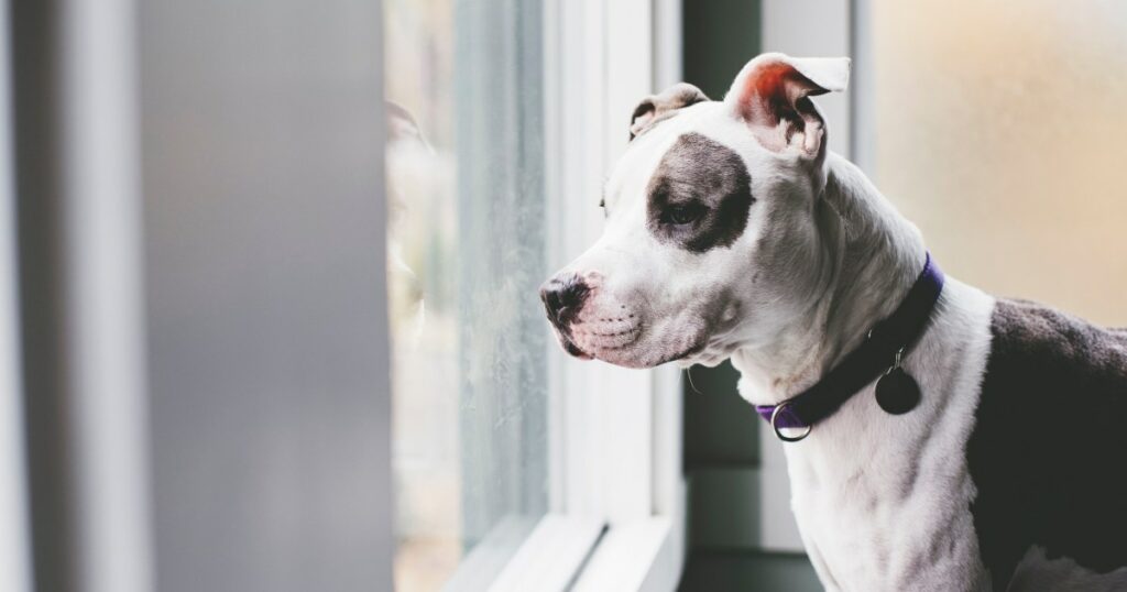 Süßer älterer Tierheimhund hat Jahre damit verbracht, auf ein Zuhause zu warten