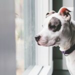 Süßer älterer Tierheimhund hat Jahre damit verbracht, auf ein Zuhause zu warten