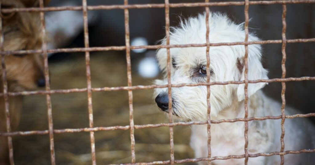 Über 150 Hunde aus schmutzigem, mit Kot bedecktem Grundstück gerettet