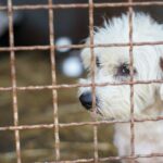 Über 150 Hunde aus schmutzigem, mit Kot bedecktem Grundstück gerettet