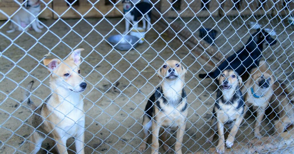 Über 30 ausgesetzte Hunde im LA County sind in Gefahr, eingeschläfert zu werden