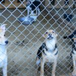 Über 30 ausgesetzte Hunde im LA County sind in Gefahr, eingeschläfert zu werden