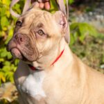 Über 38.000 XL-Bully-Hunde bleiben nach dem Zuchtverbot in Großbritannien