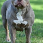 Unterernährter Bully-Hund mit Bissspuren und abgeschnittenen Ohren gefunden