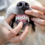 Untersuchungen deuten darauf hin, dass einige Hunde „Haifischzähne“ haben