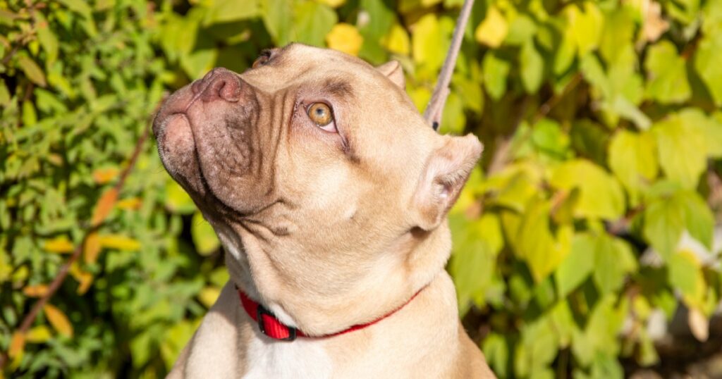 Verbotene XL-Bully-Hunde bei Hundefriseuren in Leeds, Großbritannien, willkommen